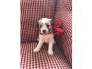 Havanese Puppy for sale in Severna Park, MD, USA