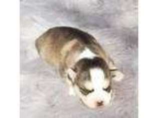 Siberian Husky Puppy for sale in Ligonier, IN, USA
