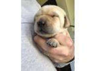 Labrador Retriever Puppy for sale in Savannah, GA, USA