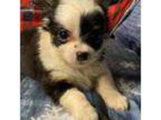 Chihuahua Puppy for sale in Ozone Park, NY, USA