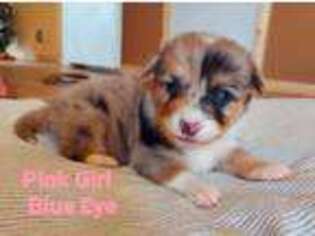 Pembroke Welsh Corgi Puppy for sale in Porum, OK, USA