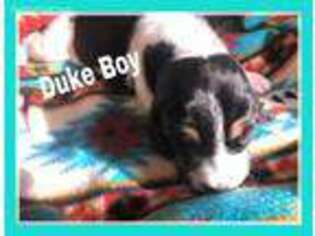 Basset Hound Puppy for sale in Hooker, OK, USA