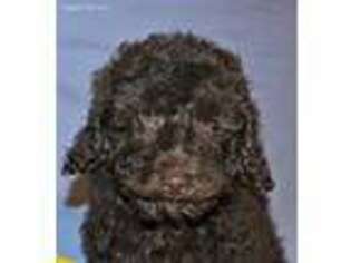 Labradoodle Puppy for sale in Knox, IN, USA