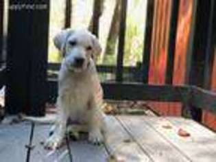 Labrador Retriever Puppy for sale in Statesville, NC, USA