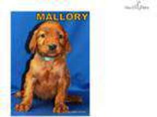 Irish Setter Puppy for sale in Kansas City, MO, USA