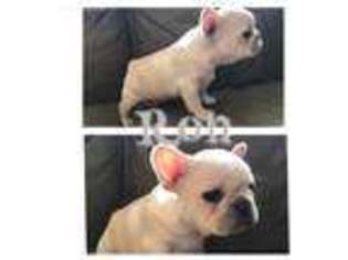 French Bulldog Puppy for sale in Midlothian, TX, USA
