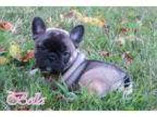 French Bulldog Puppy for sale in Williamsburg, PA, USA