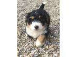 Mutt Puppy for sale in Hamilton, IN, USA