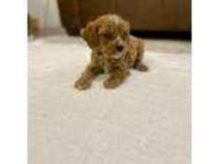 Cavapoo Puppy for sale in Abbeville, SC, USA