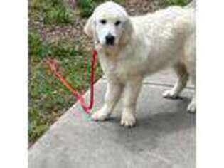 Golden Retriever Puppy for sale in Hickory, NC, USA