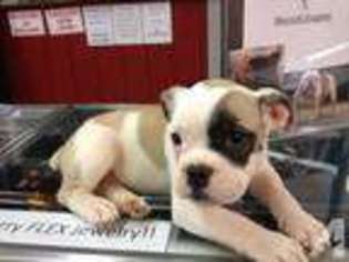 Bulldog Puppy for sale in COLONIAL HEIGHTS, VA, USA