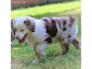 Australian Shepherd Puppy for sale in Spring, TX, USA
