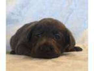 Labrador Retriever Puppy for sale in Arlington, OH, USA