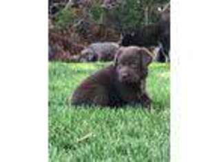 Labrador Retriever Puppy for sale in Prineville, OR, USA