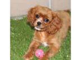 Cavalier King Charles Spaniel Puppy for sale in Albany, IN, USA