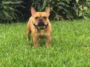 French Bulldog Puppy for sale in Boynton Beach, FL, USA