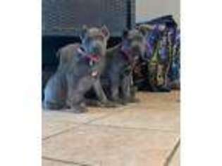 Cane Corso Puppy for sale in East Peoria, IL, USA