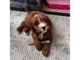 Cavapoo Puppy for sale in Sunbury, OH, USA