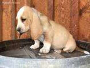 Basset Hound Puppy for sale in Oldfield, MO, USA