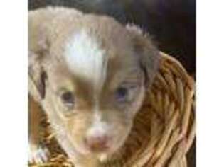 Miniature Australian Shepherd Puppy for sale in Maricopa, AZ, USA