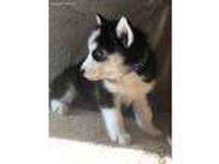 Siberian Husky Puppy for sale in Waterbury, CT, USA
