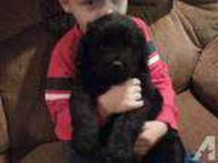 Mutt Puppy for sale in BURFORDVILLE, MO, USA