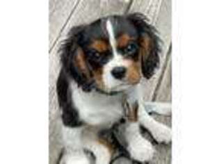 Cavalier King Charles Spaniel Puppy for sale in New York, NY, USA