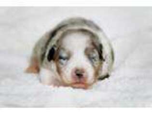 Australian Shepherd Puppy for sale in Manton, MI, USA