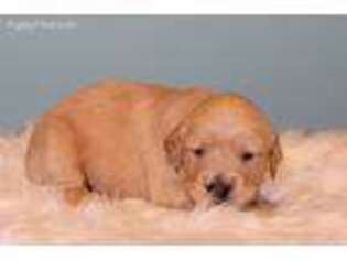 Golden Retriever Puppy for sale in Tifton, GA, USA