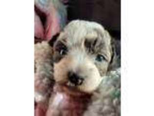 Shih-Poo Puppy for sale in Rehoboth, MA, USA