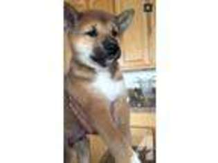 Shiba Inu Puppy for sale in OCEANSIDE, CA, USA