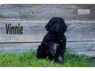 Labradoodle Puppy for sale in Saint Cloud, MN, USA