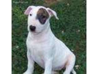 Bull Terrier Puppy for sale in Sunman, IN, USA