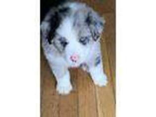 Miniature Australian Shepherd Puppy for sale in Mount Airy, NC, USA