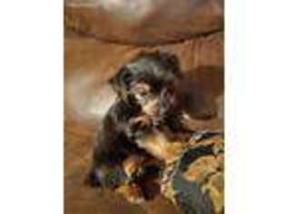 Yorkshire Terrier Puppy for sale in Bokchito, OK, USA