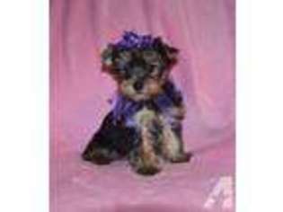 Yorkshire Terrier Puppy for sale in SPRINGTOWN, TX, USA