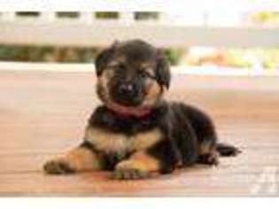 German Shepherd Dog Puppy for sale in MARBLE, NC, USA