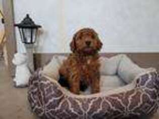 Goldendoodle Puppy for sale in Fort Wayne, IN, USA