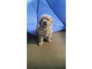Goldendoodle Puppy for sale in Toledo, OH, USA