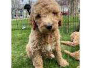 Goldendoodle Puppy for sale in Hudsonville, MI, USA