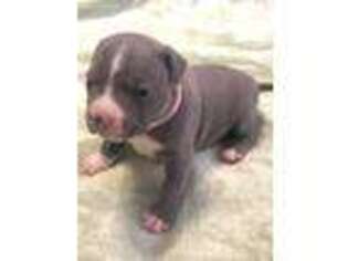 Mutt Puppy for sale in Gowen, MI, USA