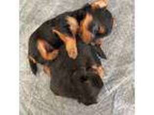 Yorkshire Terrier Puppy for sale in Elk Grove Village, IL, USA