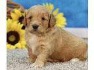Goldendoodle Puppy for sale in Freedom, IN, USA