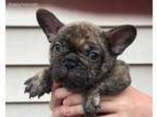 French Bulldog Puppy for sale in Marietta, OH, USA