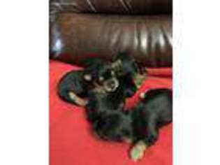 Yorkshire Terrier Puppy for sale in Enfield, CT, USA