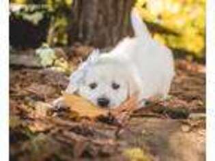 Golden Retriever Puppy for sale in Saint Helens, OR, USA