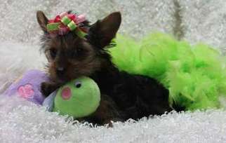 Yorkshire Terrier Puppy for sale in Conway Springs, KS, USA