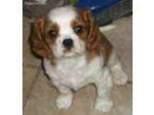 Cavalier King Charles Spaniel Puppy for sale in Noble, OK, USA