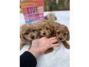 Cavapoo Puppy for sale in Live Oak, FL, USA