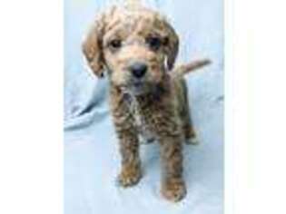 Labradoodle Puppy for sale in Salt Lick, KY, USA
